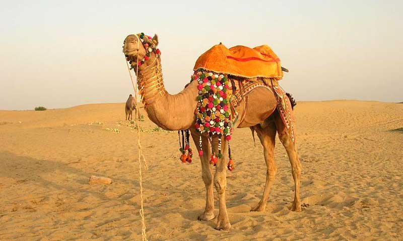 Desert Safari in Rajasthan